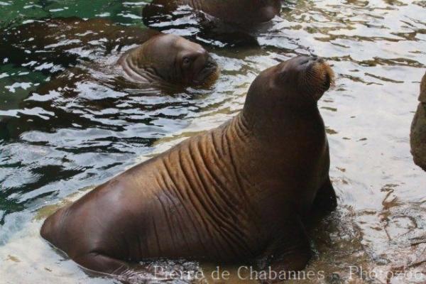 Pacific walrus