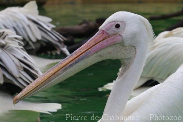 Great white pelican