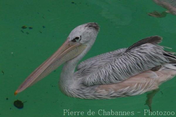 Pink-backed pelican