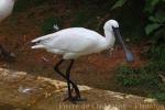 Lesser spoonbill