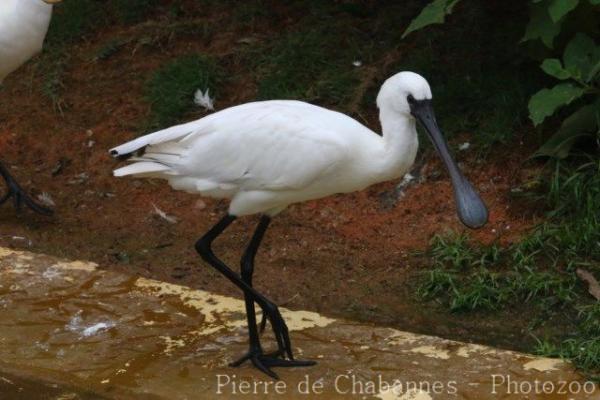 Lesser spoonbill