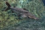 Barred sorubim