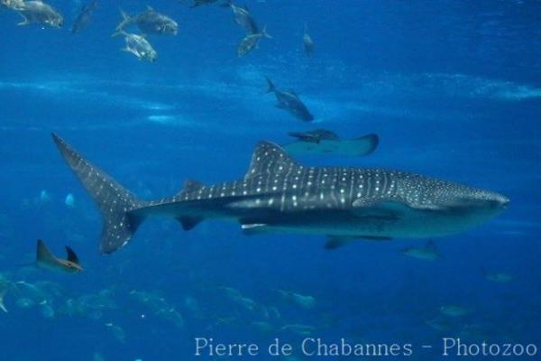 Whale shark