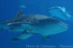 Whale shark