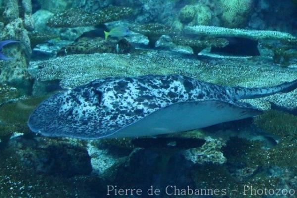 Blotched stingray