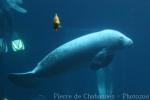 African manatee