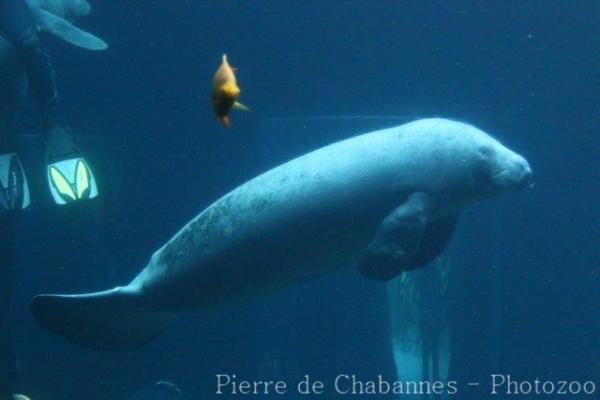 African manatee