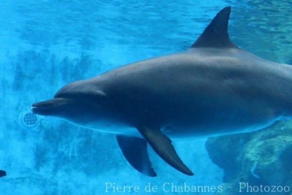 Indian bottlenose dolphin