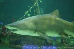 Sand tiger shark