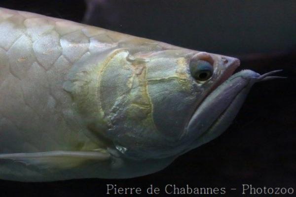 Silver arowana