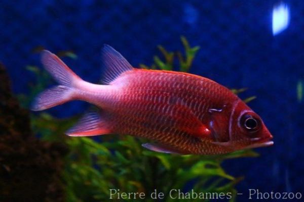 Silverspot squirrelfish