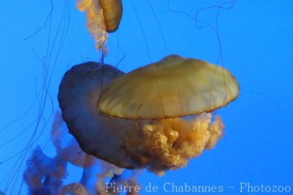 West Coast sea-nettle