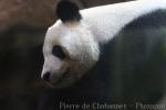 Giant panda