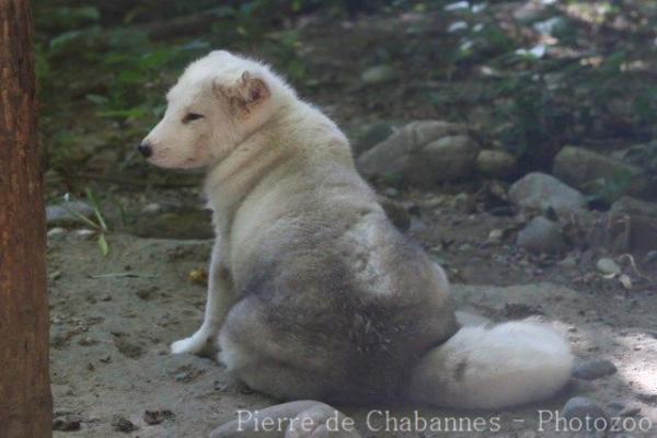 Arctic fox