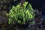 Bennett's feather star