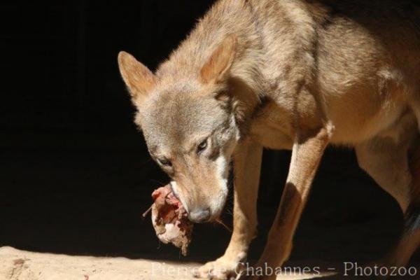 Mongolian wolf