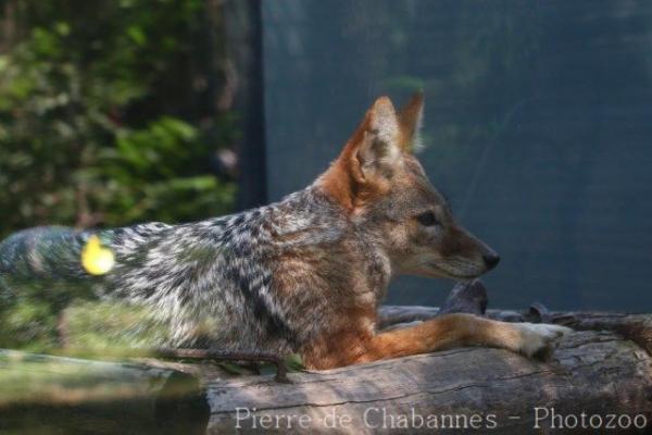 Black-backed jackal