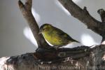 Eurasian Siskin