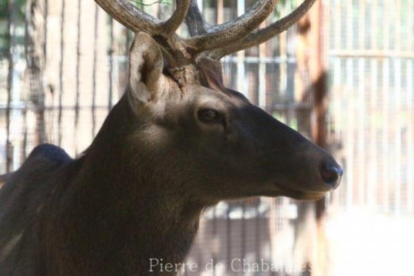 Sichuan red deer