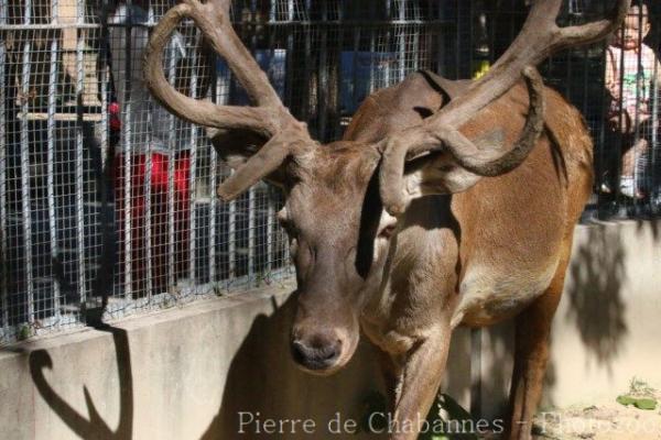 Sichuan red deer