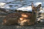 Dybowski's sika deer