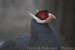 Blue eared-pheasant