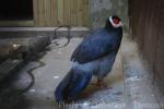 Tibetan eared-pheasant