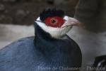 Tibetan eared-pheasant