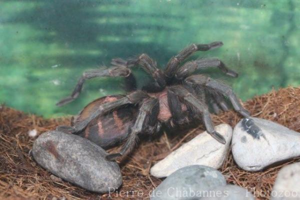 Costa Rican tiger rump tarantula