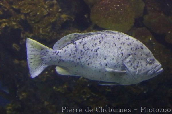 Speckled blue grouper