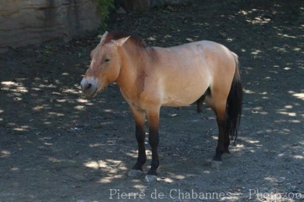 Przewalski's horse