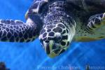 Asian hawksbill turtle