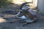 Yarkand gazelle