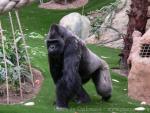 Western lowland gorilla