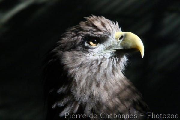 White-tailed sea-eagle