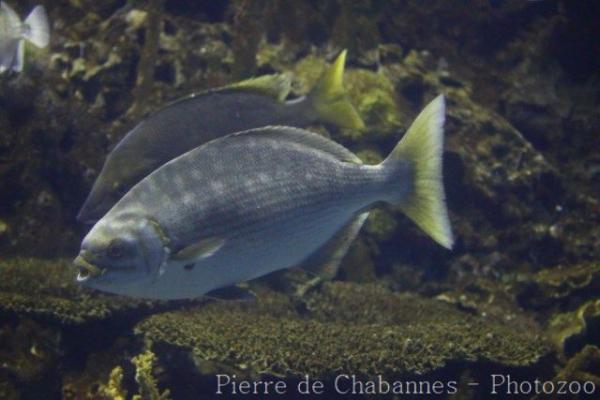 Brown chub
