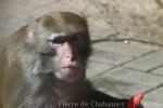 Rhesus macaque