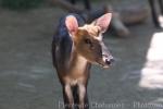 Hairy-fronted muntjac