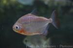 Golden dwarf pacu