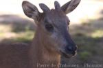 Red goral