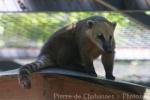 South American coati