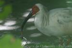 Asian crested ibis