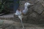 Great bustard