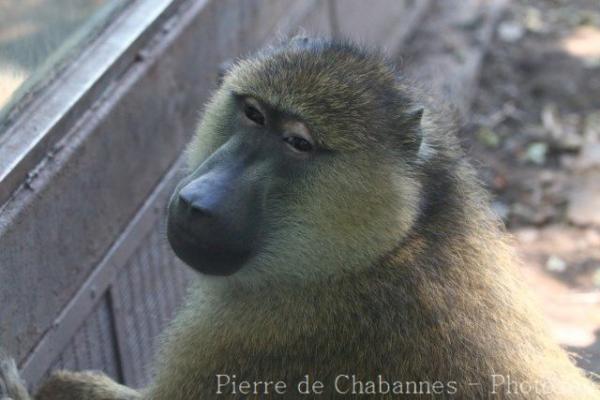 Yellow baboon