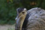 Greater rhea