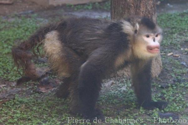 Black snub-nosed monkey