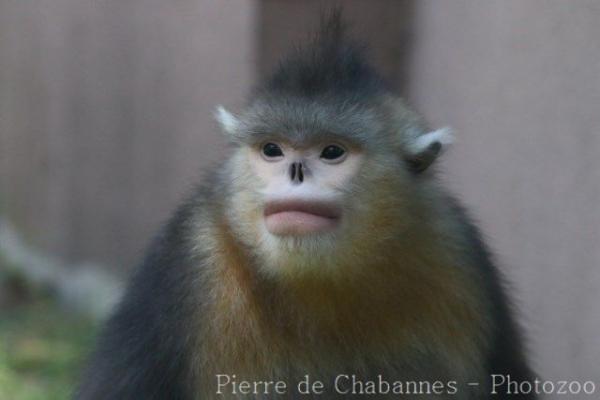 Black snub-nosed monkey