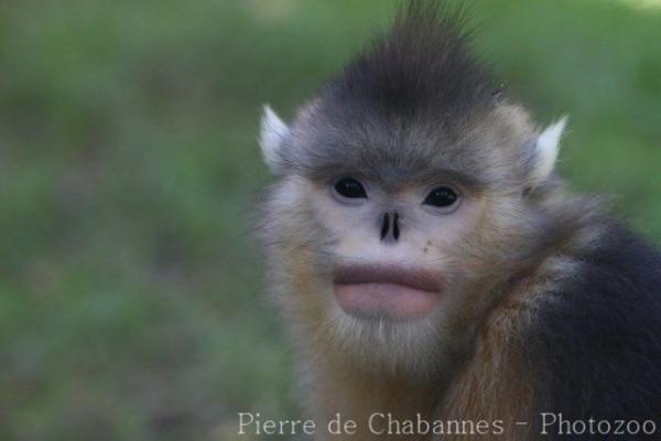 Black snub-nosed monkey