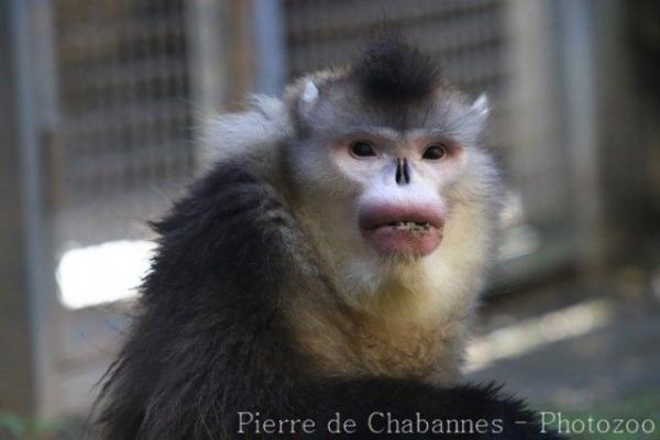 Black snub-nosed monkey