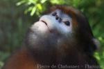 Grey snub-nosed monkey